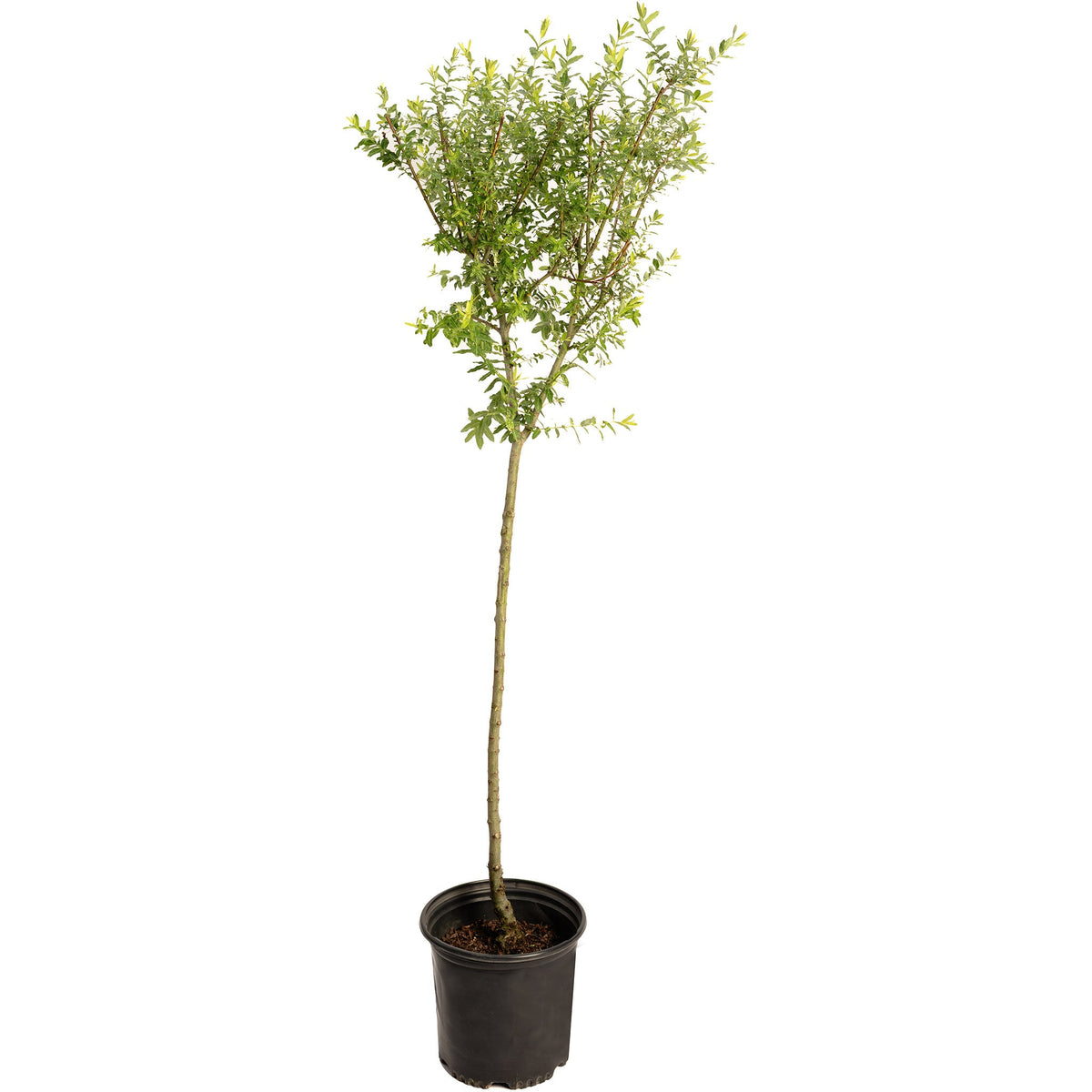 Tri-Color Dappled Willow Tree