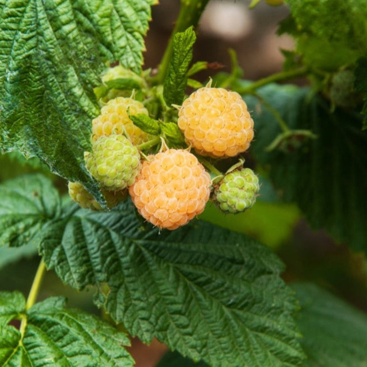 Fall Gold Raspberry