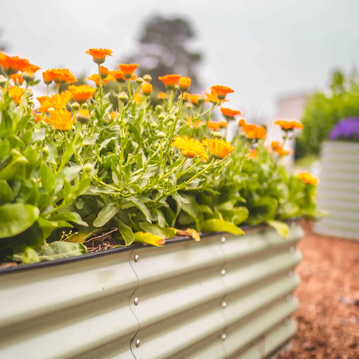 17" Tall 4 In 1 Small Modular Metal Raised Garden Bed Kit Eco My Home Garden beds Vego Garden ecomyhome.store United States
