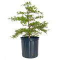 Black Olive Tree