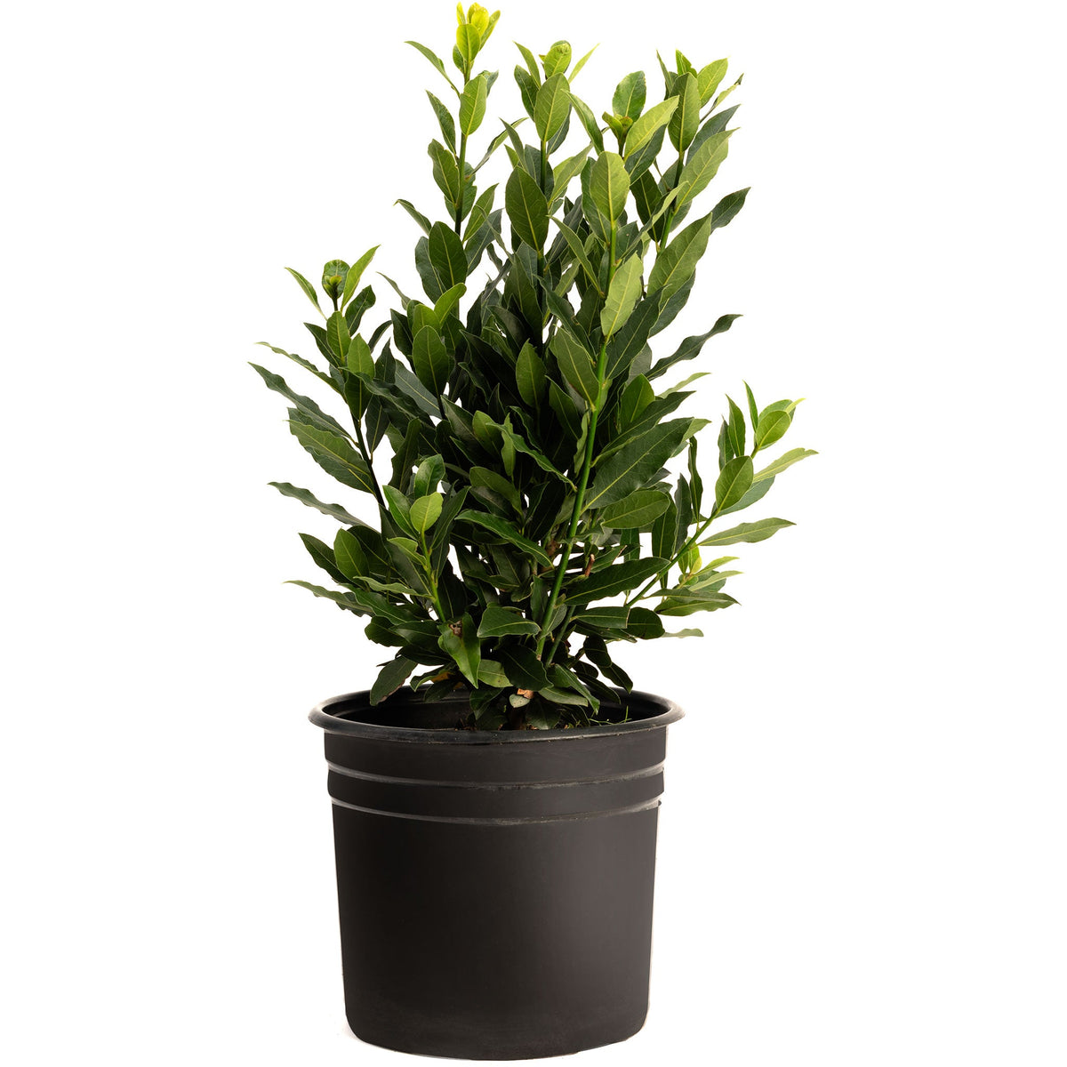 Bay Laurel
