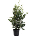 Autumn Rocket Camellia