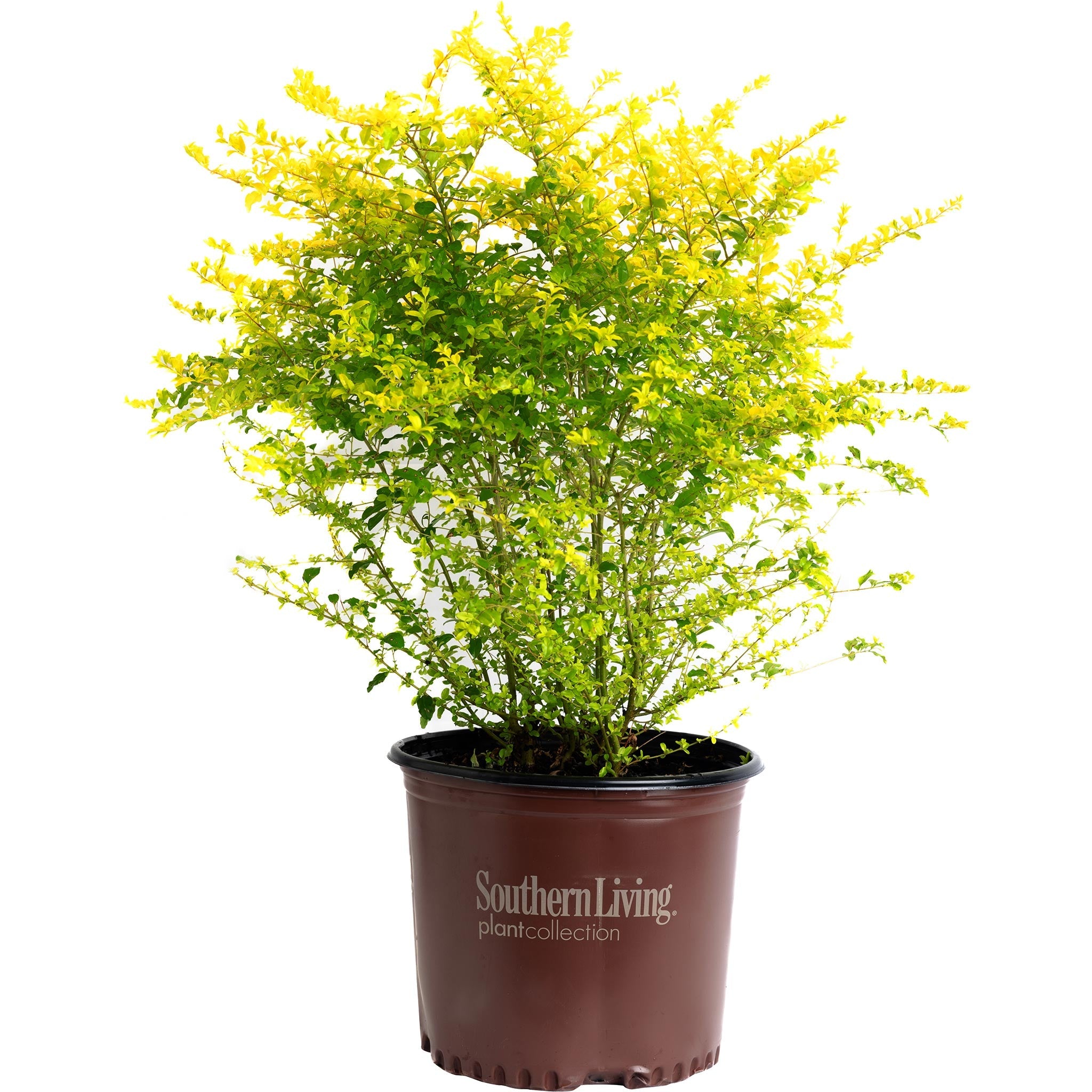 Sunshine Ligustrum