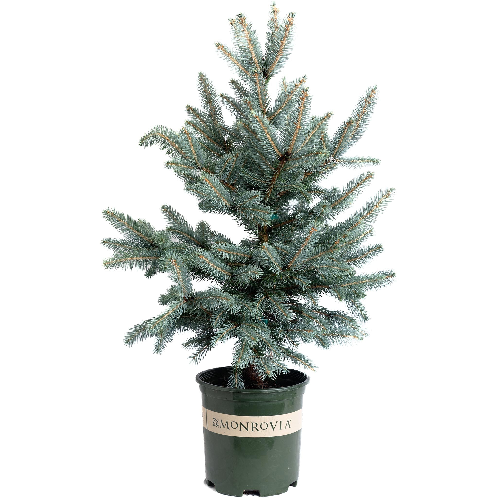 Baby Blue Eyes Spruce
