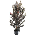 Thunderstruck™ Coral Boom™ Crape Myrtle