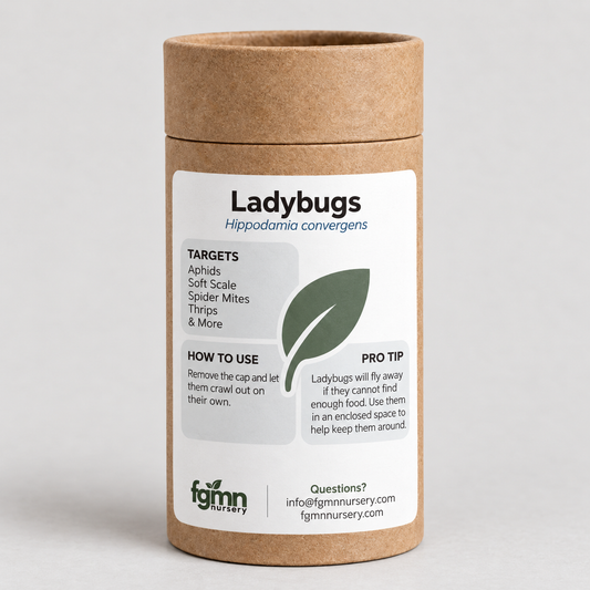 Ladybugs