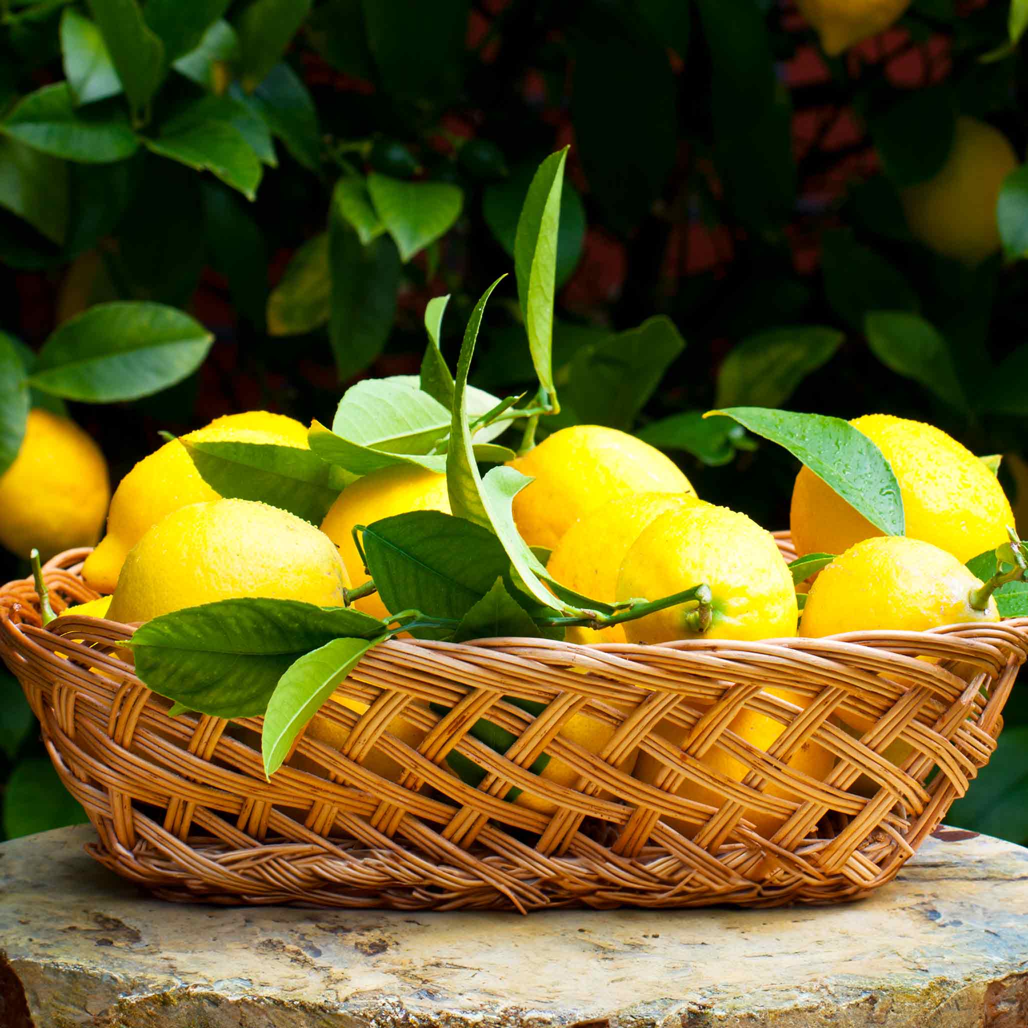 Improved Meyer Lemon Tree (CA)