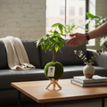 Money Tree | Moss Ball Kokedama