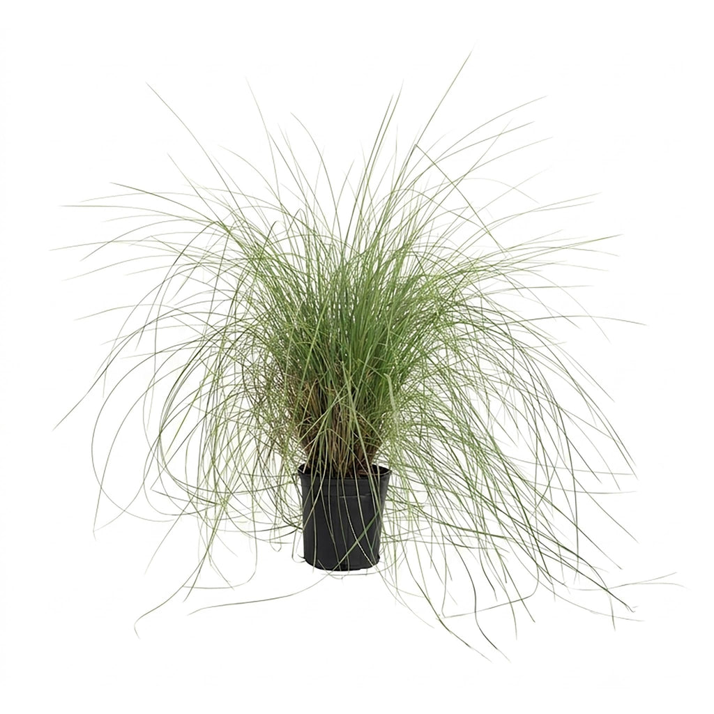 Pink Muhly Grass