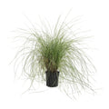 Pink Muhly Grass