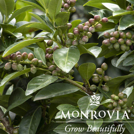 Volcano Cherry Laurel Topiary