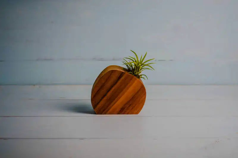 Little Air Plant Holder