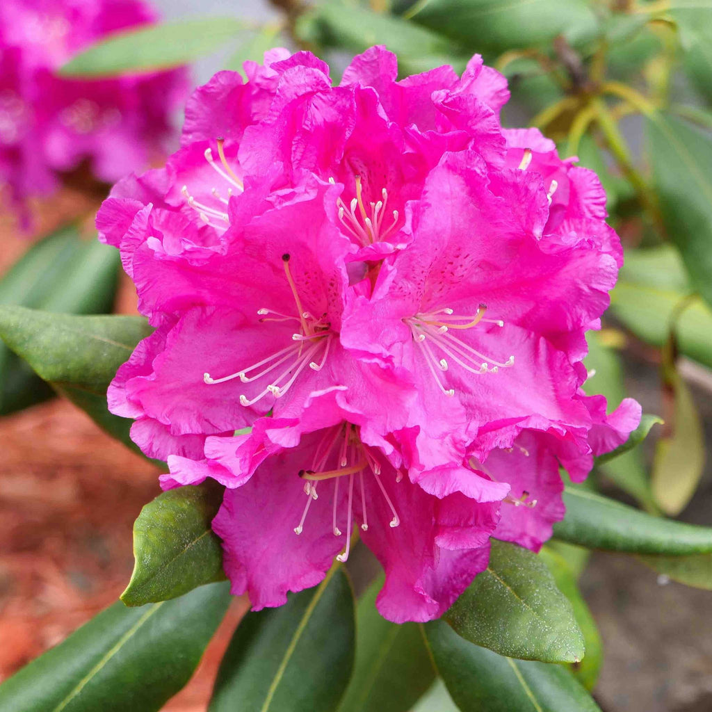 Roseum Pink Rhododendron