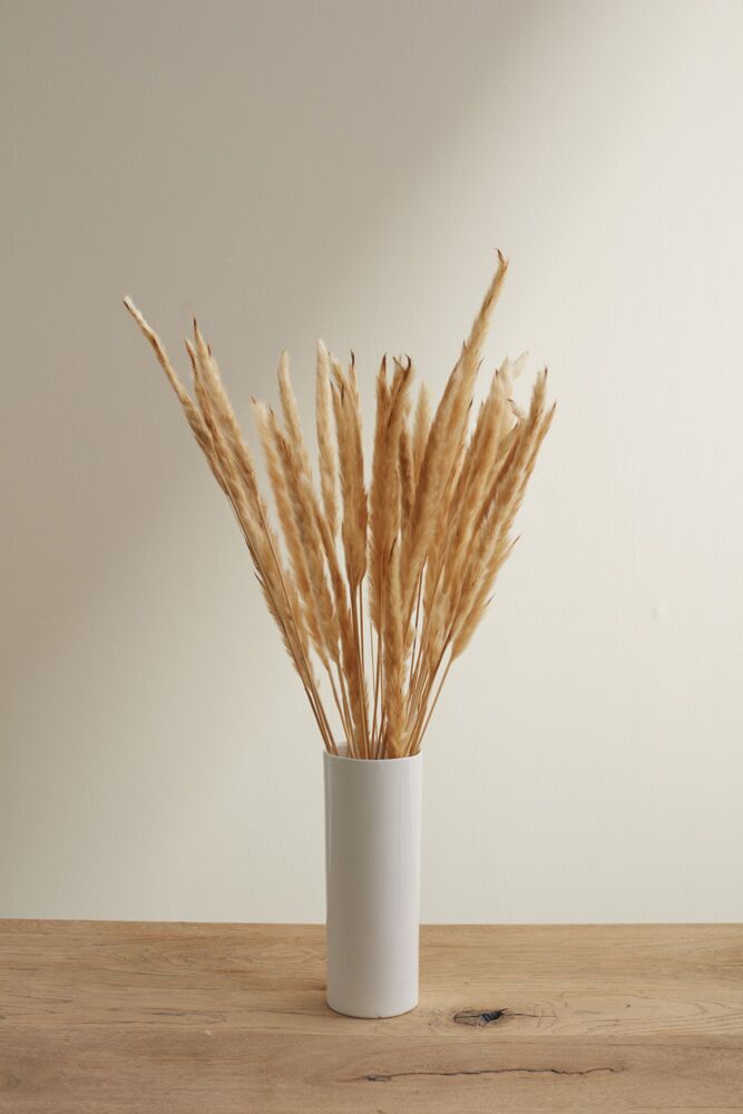 Fluffy Dried Pampas Grass