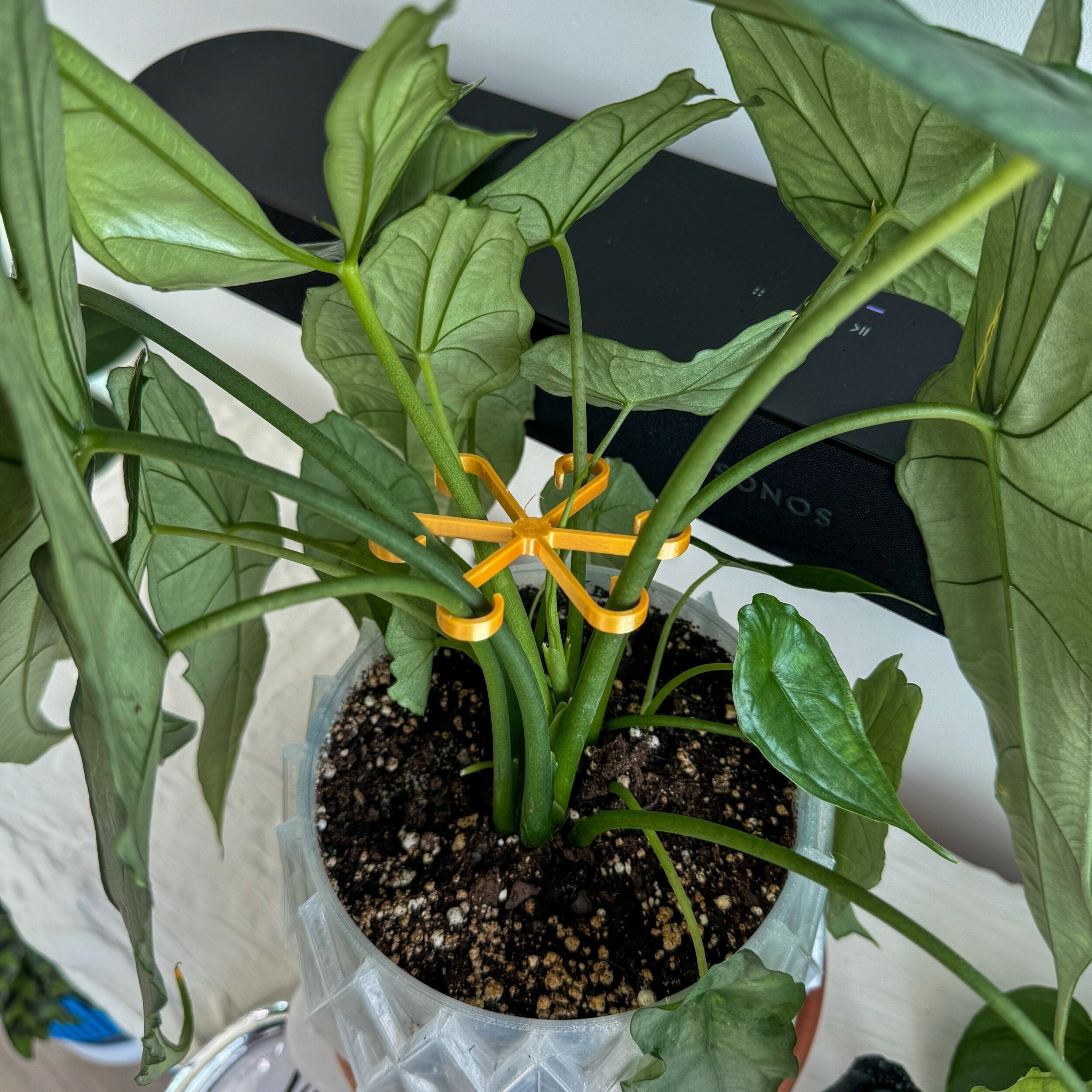 Plant Stem Supports