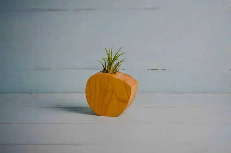 Little Air Plant Holder Eco My Home Home Decor PRW Made ecomyhome.store United States
