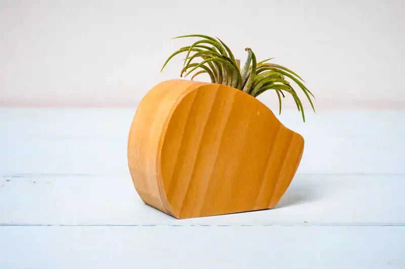Little Air Plant Holder Eco My Home Home Decor PRW Made ecomyhome.store United States
