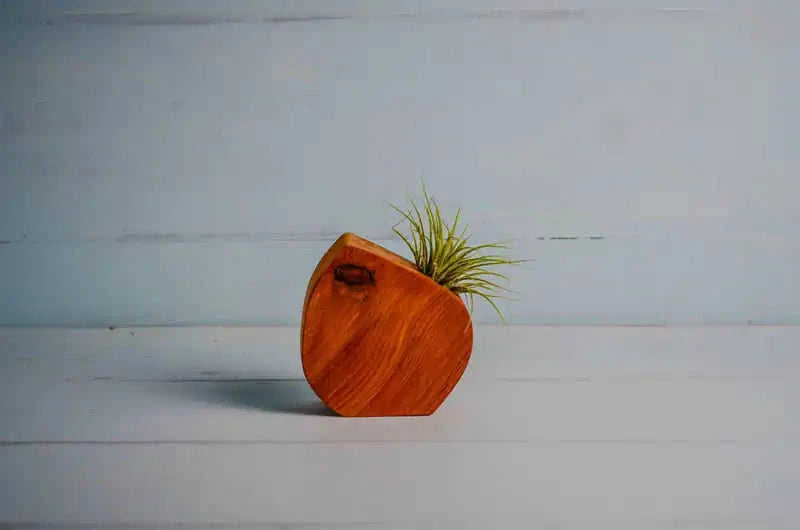 Little Air Plant Holder Eco My Home Home Decor PRW Made ecomyhome.store United States