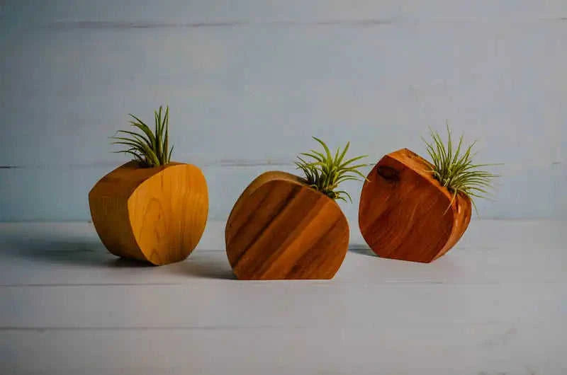 Little Air Plant Holder Eco My Home Home Decor PRW Made ecomyhome.store United States