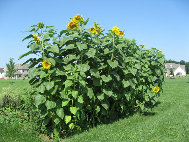 Mammoth Grey Sunflower Seeds