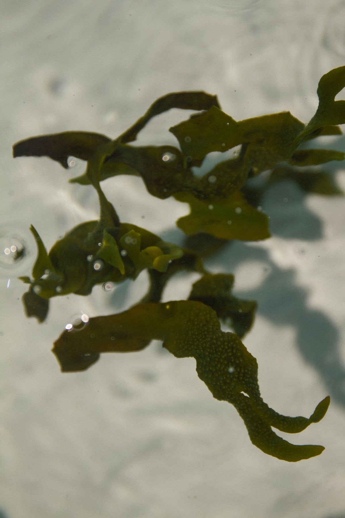 Sea Change – Seaweed Sphere Soap | Bladderwrack & Neroli