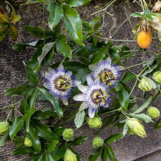 Passion Fruit
