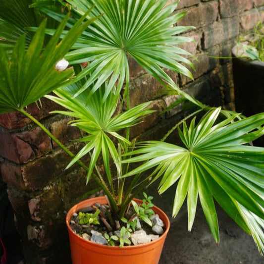 Chinese Fan Palm