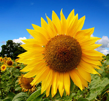 Mammoth Grey Sunflower Seeds